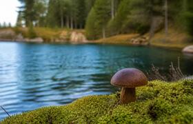 Ядовитый гриб Inocybe pusio впервые обнаружен в...