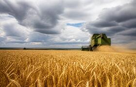 Цены на зерно в Татарстане не покрывают затраты...