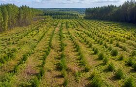 На «Голубых озерах» в Казани высадили 105 сажен...
