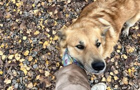 Мэрия Челнов пытается отбиться от исков за укус...