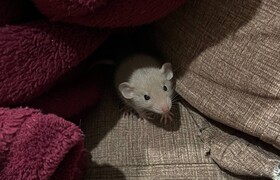 В Челнах утвердили новые цены на борьбу с грызу...